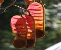 odd pod