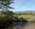 how nice is Pai?