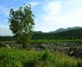 lush countryside